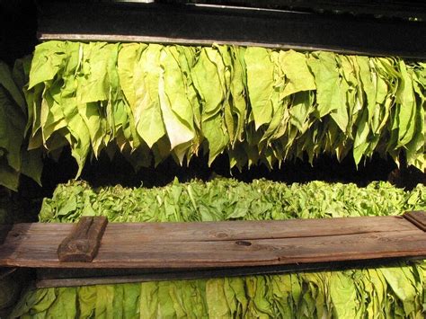 Everything You Need To Know About Funnels Original Tobacco L.